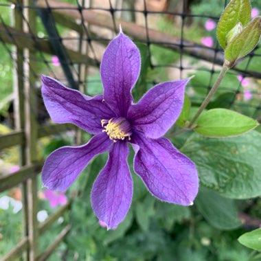 Clematis 'Arabella' (Integrifolia Group)