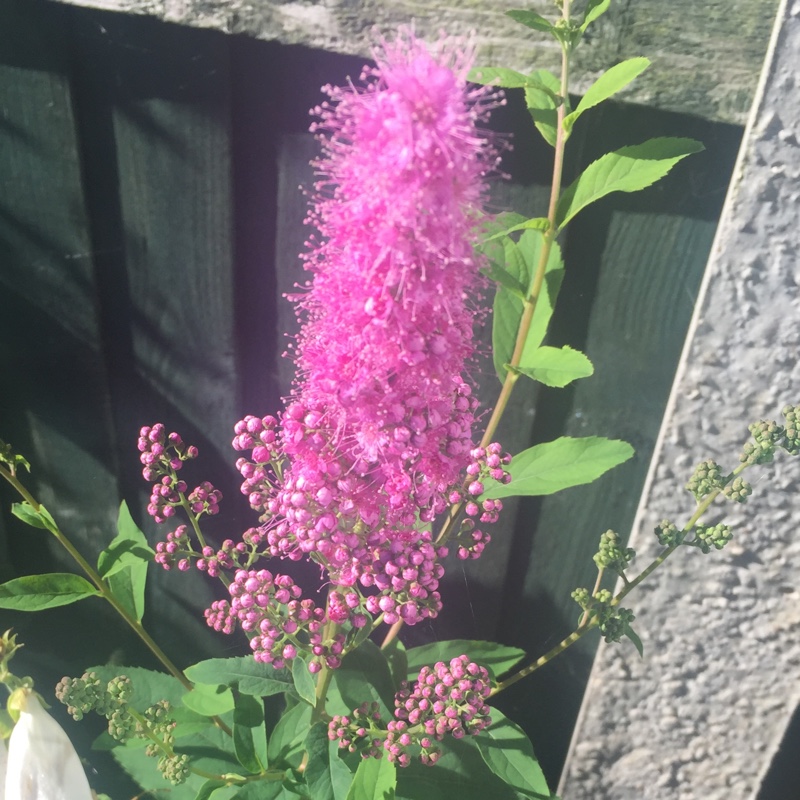 Plant image Spiraea douglasii