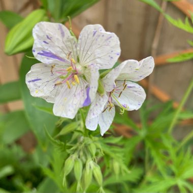 Geranium pratense 'Delft Blue'