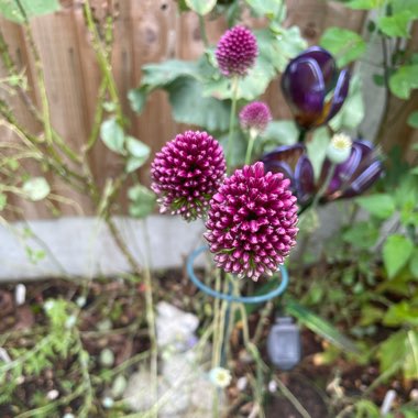 Allium sphaerocephalon