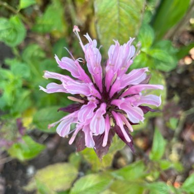 Monarda 'Pink Lace'