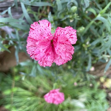 Dianthus plumarius