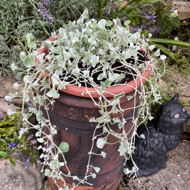 Dichondra argentea 'Silver Falls'