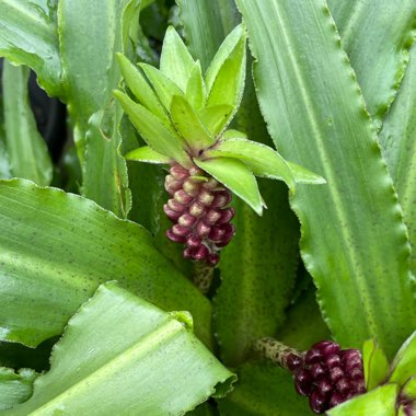 Eucomis 'Gsalkian' (Aloha Lily Series) syn. Eucomis 'Kona'