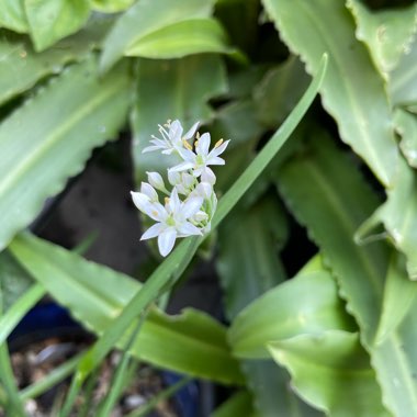 Allium tuberosum