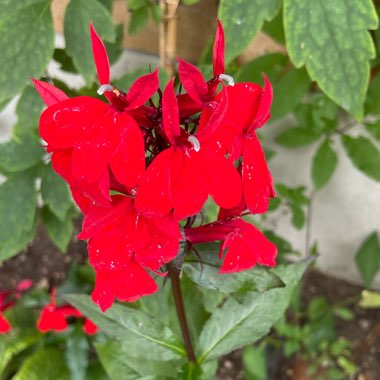 Lobelia x speciosa 'Fan Scarlet'