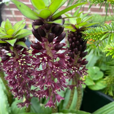 Eucomis 'Gsalkian' (Aloha Lily Series) syn. Eucomis 'Kona'