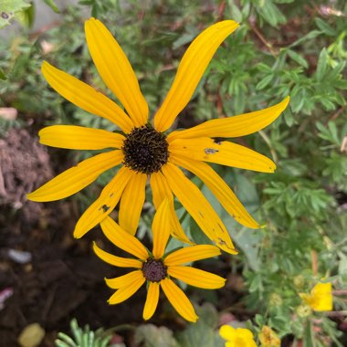 Rudbeckia fulgida var. sullivantii 'Goldsturm'