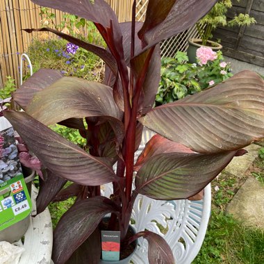 Canna 'Red Velvet' syn. Canna 'Velvet Red'