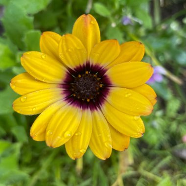 Osteospermum