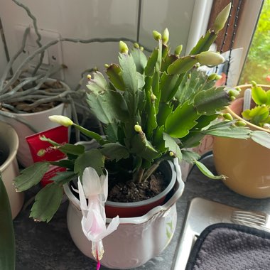 Schlumbergera truncata