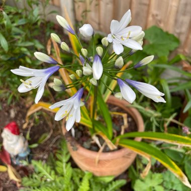 Agapanthus 'Ambic001' syn. Agapanthus 'Twister', Agapanthus 'Indigo Frost'