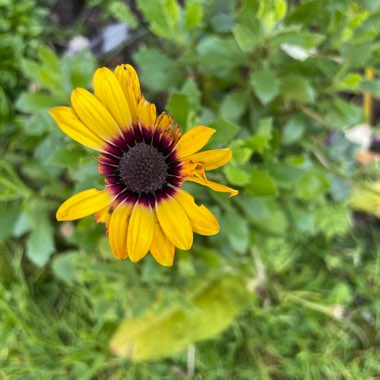 Osteospermum