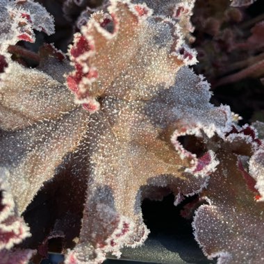 Heuchera 'Melting Fire'