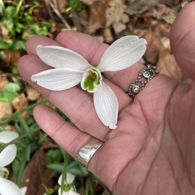 Galanthus nivalis