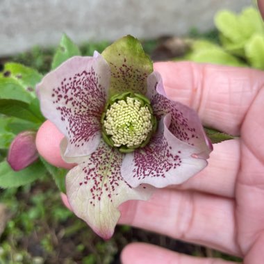 Helleborus x hybridus 'Double Ellen Picotee' (Double Ellen Series)