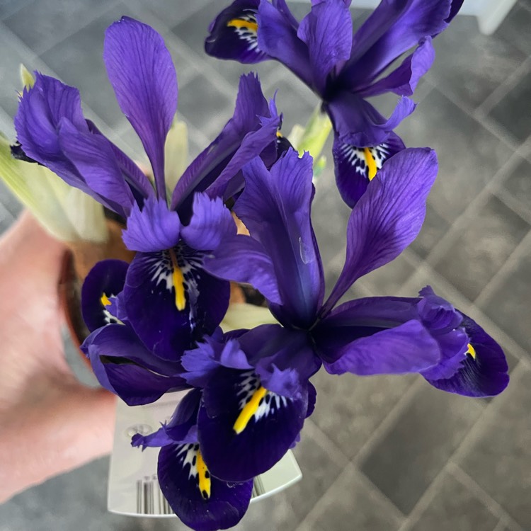 Plant image Iris 'Pixie' syn. Iris reticulata 'Pixie'