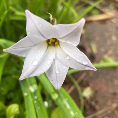 Ipheion