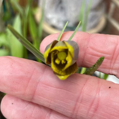 Fritillaria uva-vulpis