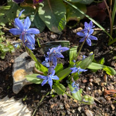 Scilla