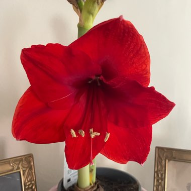 Hippeastrum 'Royal Red'