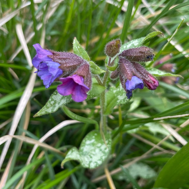 Plant image Pulmonaria