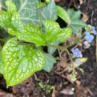 Brunnera macrophylla