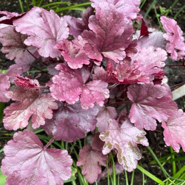 Heuchera Gumdrop