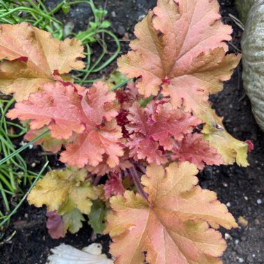 Heuchera 'Berry Smoothie'