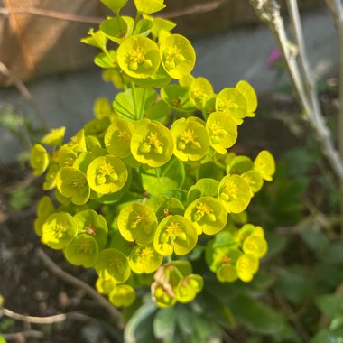 Euphorbia amygdaloides