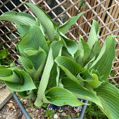 Hosta