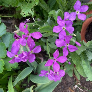 Matthiola