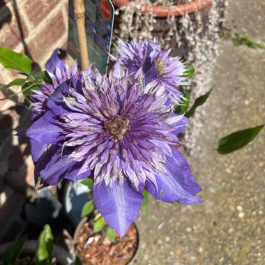 Clematis 'Multi Blue'