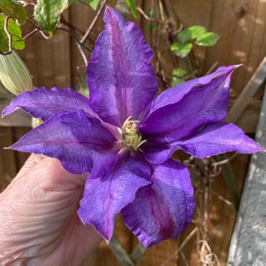 Clematis 'Daniel Deronda'