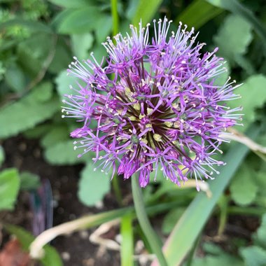 Allium