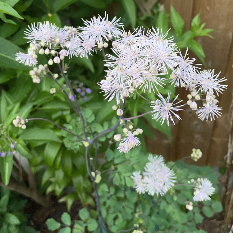 Plant image Thalictrum