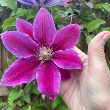 Clematis 'Dr Ruppel'