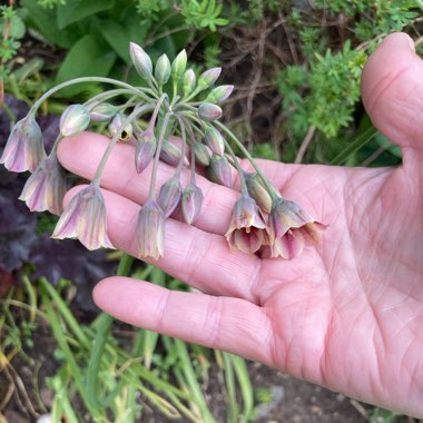 Allium siculum syn. Nectaroscordum siculum, Allium nectaracsardium, Allium bulgaricum