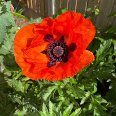 Papaver orientale 'Allegro'