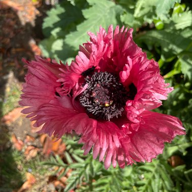 Papaver orientale 'Patty's Plum'