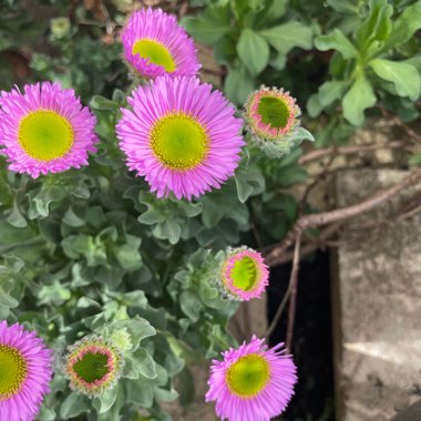 Erigeron glaucus 'Sea Breeze'