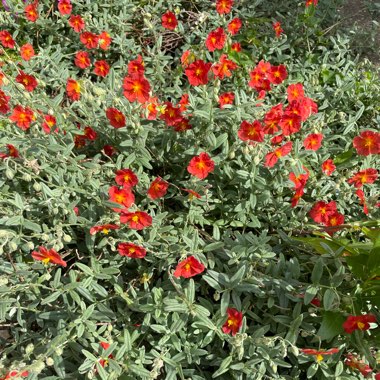 Helianthemum