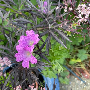 Sambucus nigra f. porphyrophylla 'Eva' syn. Sambucus nigra f. porphyrophylla 'Black Lace', Sambucus nigra 'Black Lace'