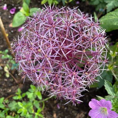 Allium cristophii