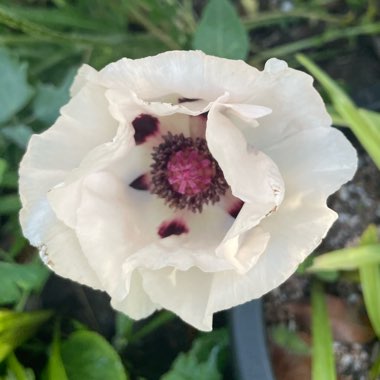 Papaver 'Royal Wedding'