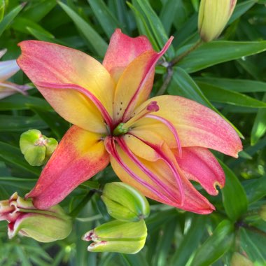 Lilium 'Delicate Joy'