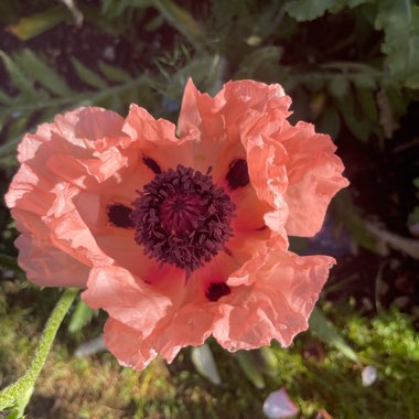 Papaver orientale 'Coral Reef'