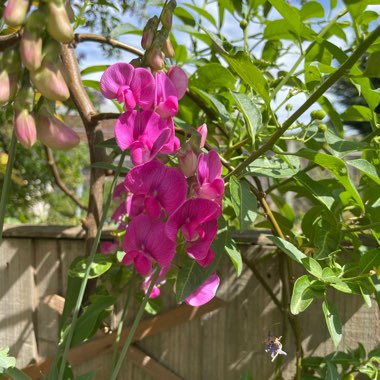 Lathyrus latifolius