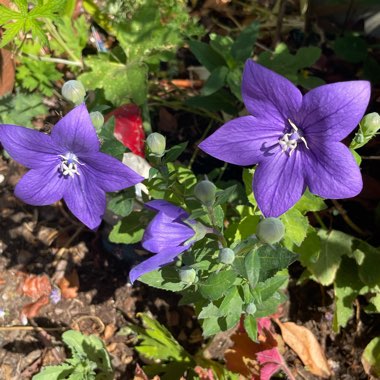 Platycodon grandiflorus  syn. Campanula grandiflora