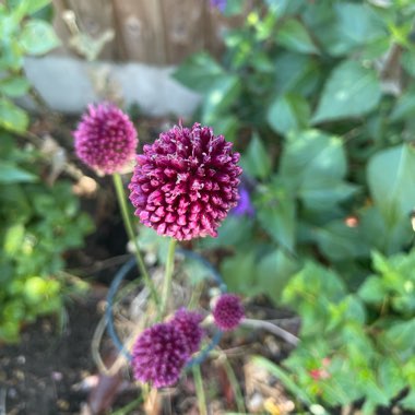 Allium sphaerocephalon